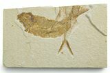 Bargain, Fossil Fish (Knightia) - Wyoming #349570-1